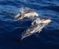 Dolphins