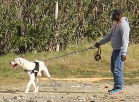 'Jefe' walking his Potential Dangerous Dog